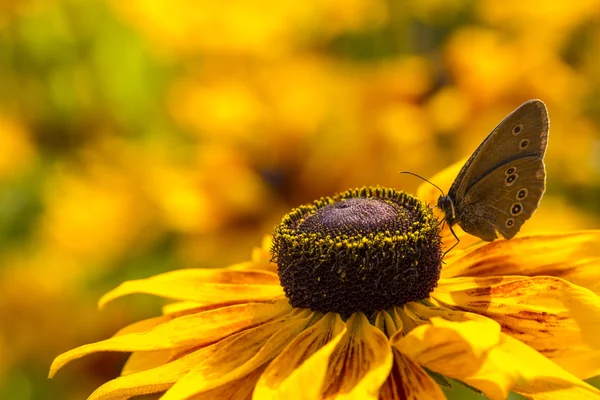 Motýl na květině rudbeckia — Stock fotografie