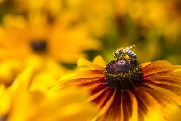 Foto de primer plano de una abeja de miel occidental recogiendo néctar y esparciendo polen en una joven flor del sol de otoño (Rudbeckia nitida ). — Foto de Stock