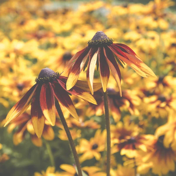 Цветы rudbeckia в саду — стоковое фото