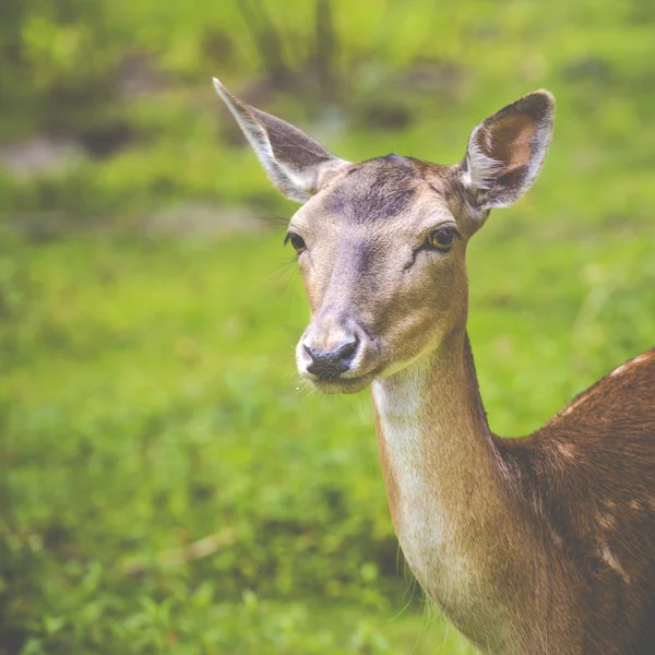 Close-up fallow deer in wild nature — Stock Photo, Image