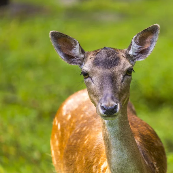 Close-up fallow deer in wild nature — Stock Photo, Image