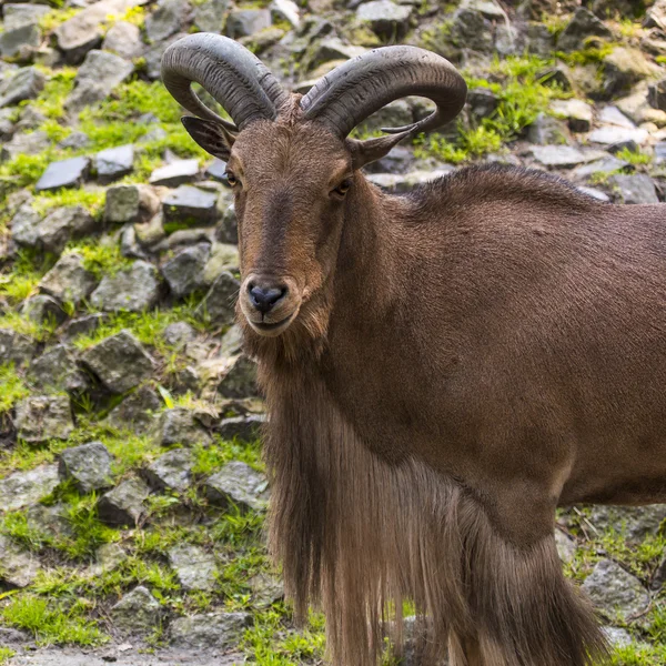 Barbary schapen close-up portret — Stockfoto