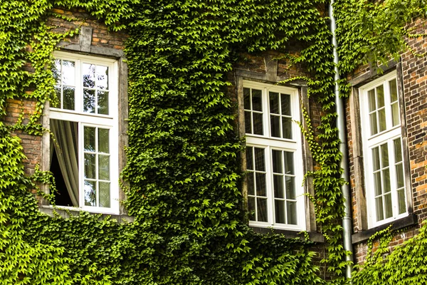Okno pokryté zeleným břečťanem — Stock fotografie