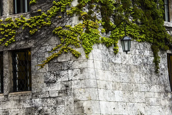 Fenêtre couverte de lierre vert — Photo