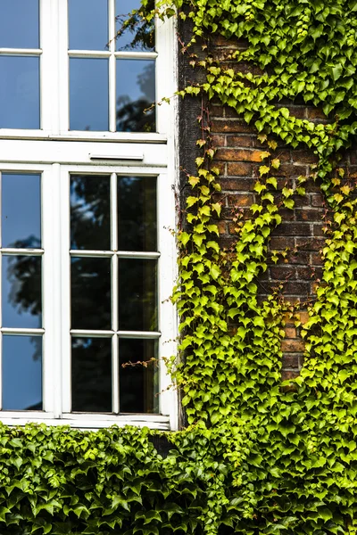 Fenêtre couverte de lierre vert — Photo