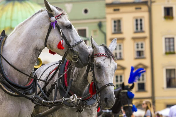 Horses and carts on the market in Krakow, Poland. — Stock Photo, Image