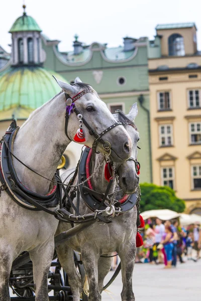 Pferde und Karren auf dem Markt in Krakau, Polen. — Stockfoto
