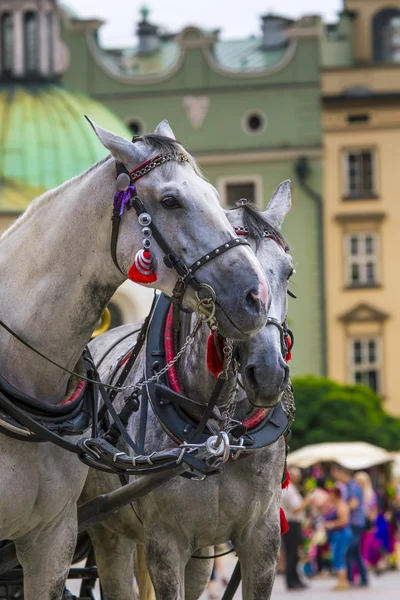 Pferde und Karren auf dem Markt in Krakau, Polen. — Stockfoto