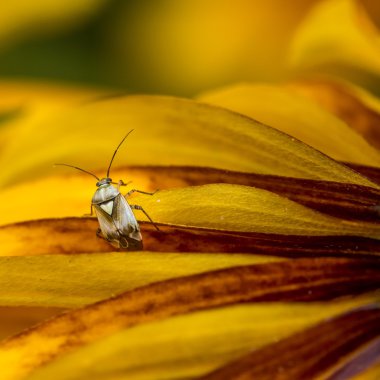 Insect on the leaf  clipart