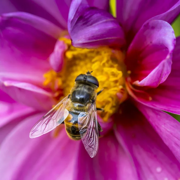 Foto de close-up de uma abelha de mel ocidental reunindo néctar e espalhando pólen . — Fotografia de Stock