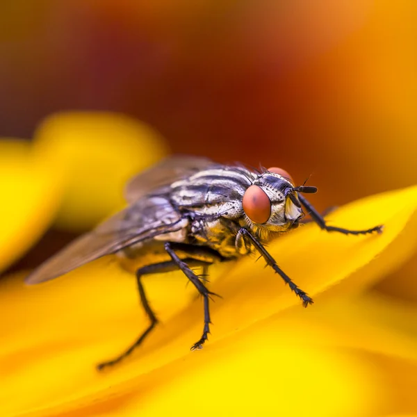 Insect fly macro on yellow leaf — Stock Photo, Image