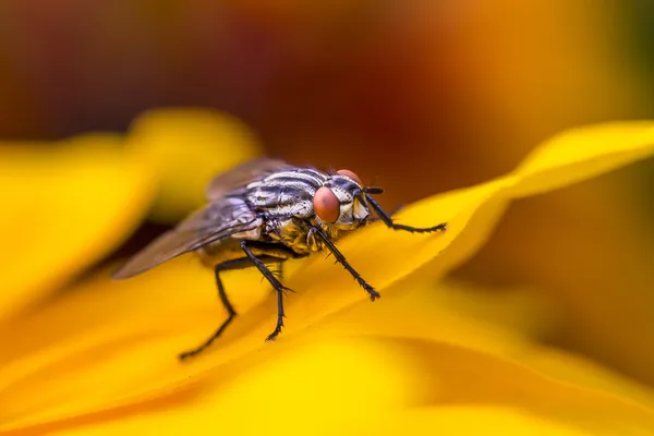 Insect fly macro on yellow leaf — Stock Photo, Image