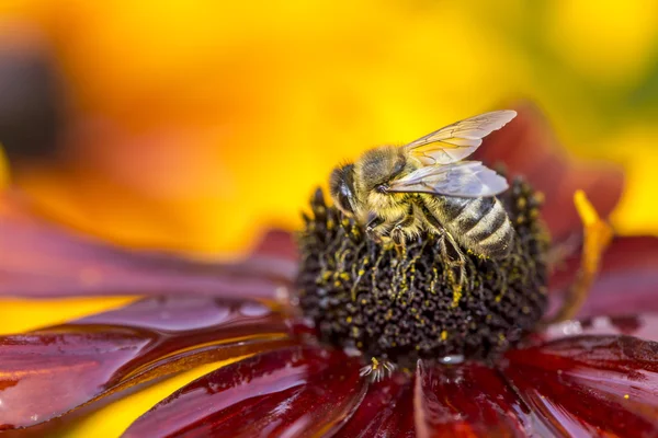 Close-up photo of a Western Honey Bee gathering nectar and spreading pollen.