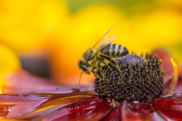 Close-up photo of a Western Honey Bee gathering nectar and spreading pollen. — Stock Photo, Image