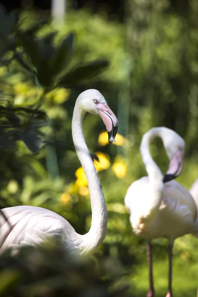 Pink flamingos against green background — Stock Photo, Image