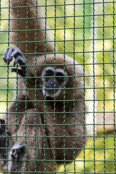 Gibbons is in the zoo — Stock Photo, Image