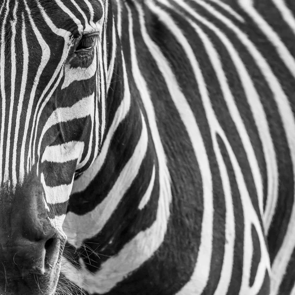 Portrait d'animal zebre — Photo