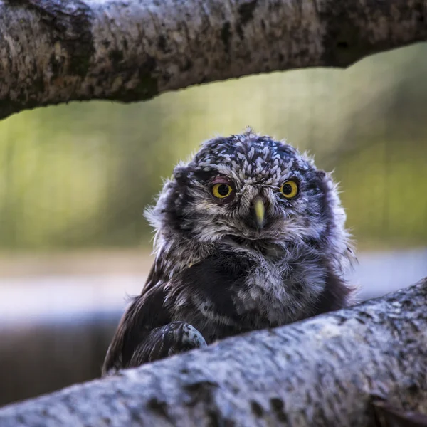 Barred Owl with head turned — Stock Photo, Image