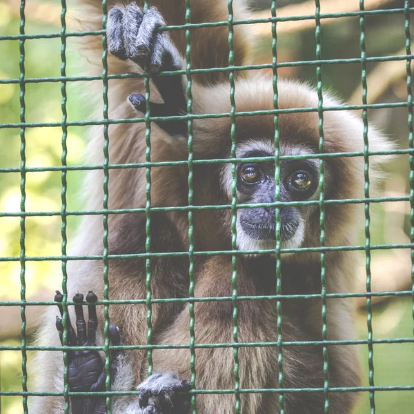 Gibbons mı hayvanat bahçesinde — Stok fotoğraf