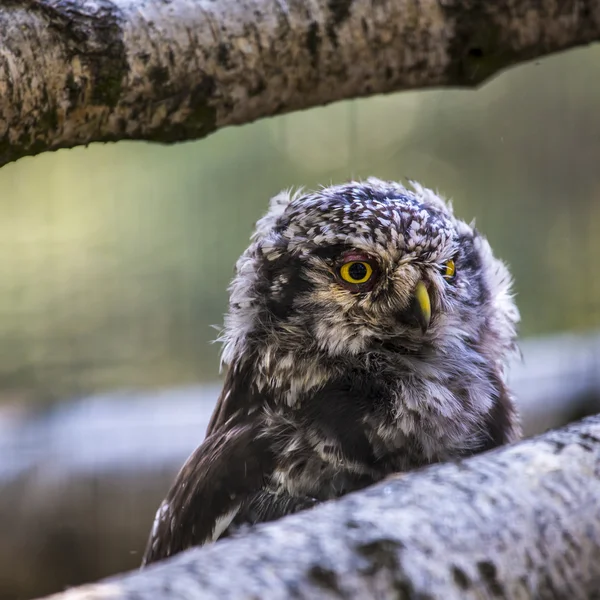 Steinkauz mit gedrehtem Kopf — Stockfoto