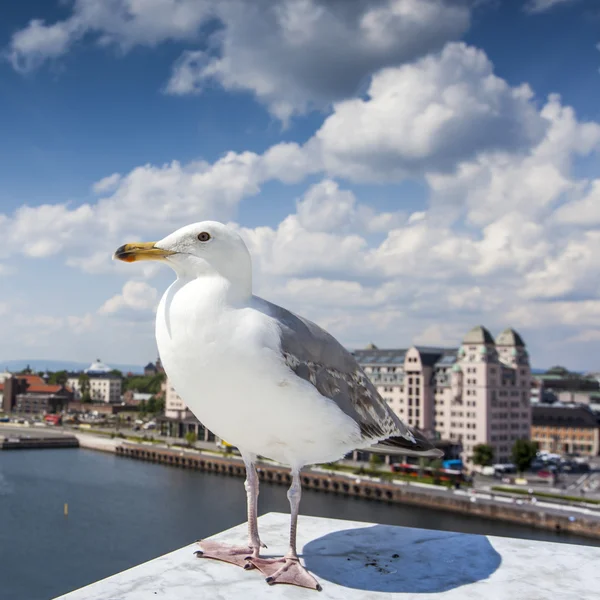 Seagull on opera house in Oslo, Norway — Stock Photo, Image