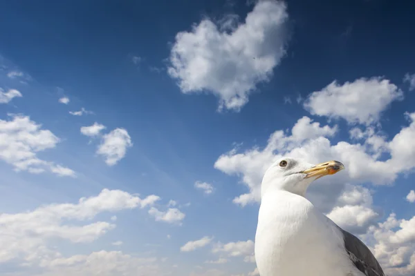 Sea Gull — Stock Photo, Image