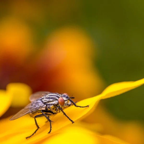 Insect fly macro on yellow leaf — Stock Photo, Image