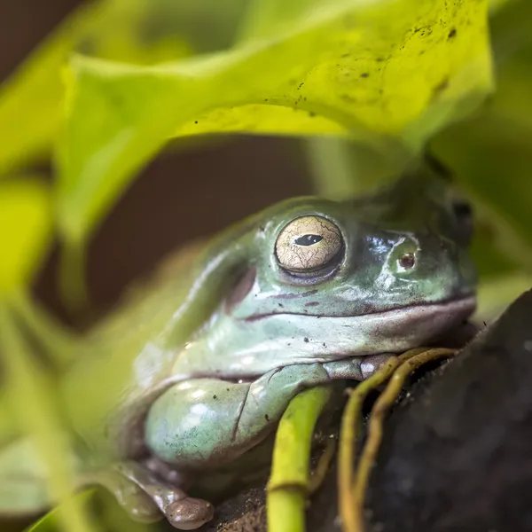 Rosnička v Brazílii tropického amazonského deštného pralesa — Stock fotografie