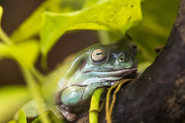 巴西热带亚马逊雨林的树蛙 — 图库照片