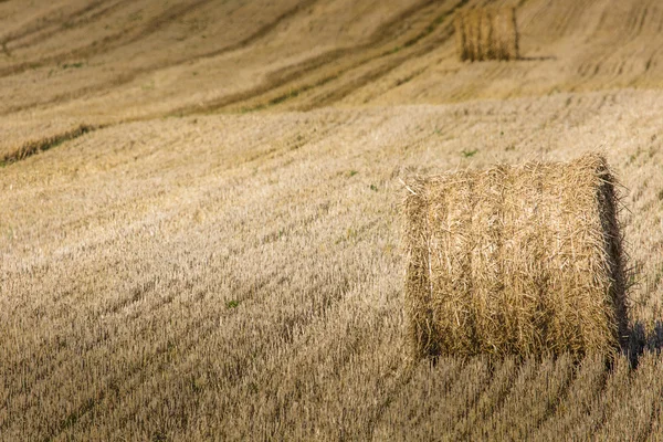 Hay bales on the field after harvest, Poland — Stock Photo, Image