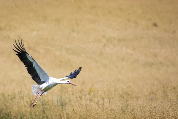 En stork i flygning i suwalki landskap parkerar, Polen. — Stockfoto