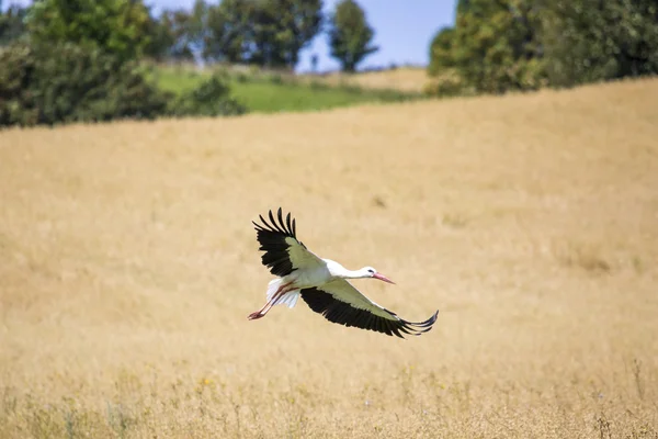 En stork i flygning i suwalki landskap parkerar, Polen. — Stockfoto