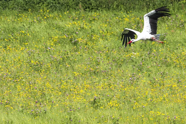 Une cigogne en vol dans le parc paysager de Suwalki, Pologne . — Photo