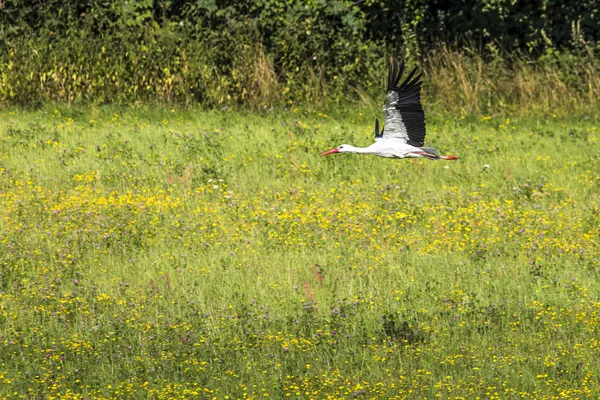 A Stork in flight in Suwalki Landscape Park, Poland. — Stock Photo, Image