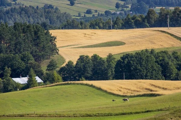 Parque del Paisaje Suwalki, Polonia . — Foto de Stock