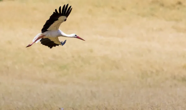 Een ooievaar tijdens de vlucht in suwalki landschapspark, Polen. — Stockfoto