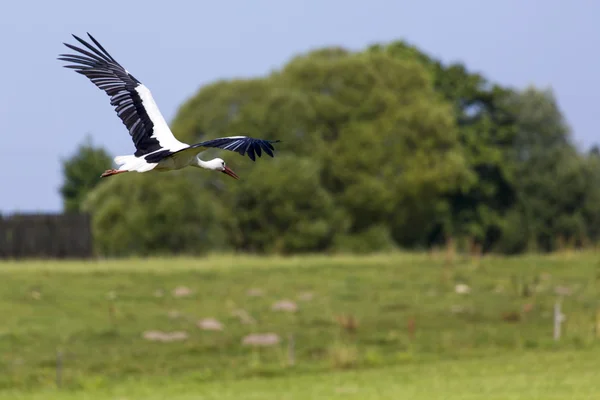 A Stork in flight in Suwalki Landscape Park, Poland. — Stock Photo, Image