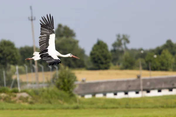 Ein Storch im Flug im Suwalki Landschaftspark, Polen. — Stockfoto