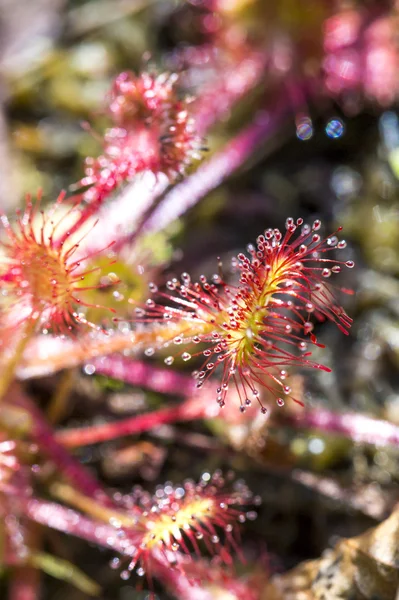 Drocera slijkgras bloem close-up. uit woont op moerassen en het vissen insecten kleverige bladeren. leven van planten en insecten op moerassen. selectieve aandacht. mooie achtergrond van planten op een achtergrond. — Stockfoto