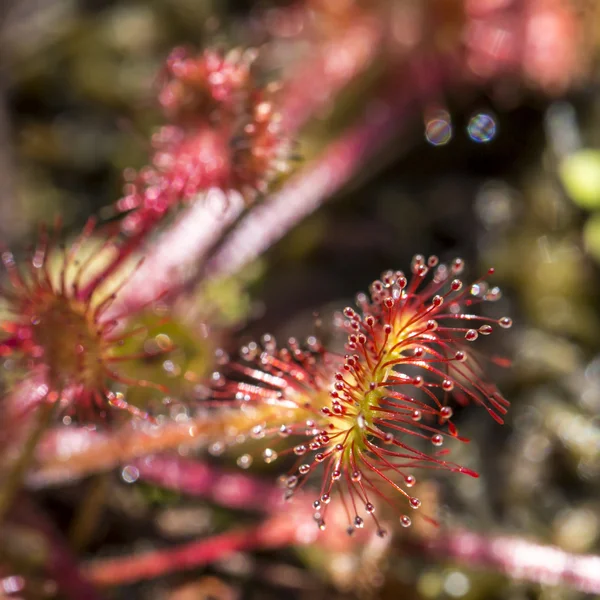 Drocera anglica flower close up. Sundew lives on swamps and it fishes insects sticky leaves. Life of plants and insects on bogs. Selective focus. Beautiful background from plants on a background. — Stock Photo, Image