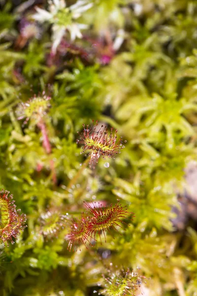 Drocera slijkgras bloem close-up. uit woont op moerassen en het vissen insecten kleverige bladeren. leven van planten en insecten op moerassen. selectieve aandacht. mooie achtergrond van planten op een achtergrond. — Stockfoto