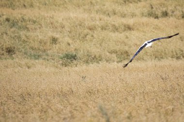 bir leylek uçuş suwalki Peyzaj Park, Polonya. 