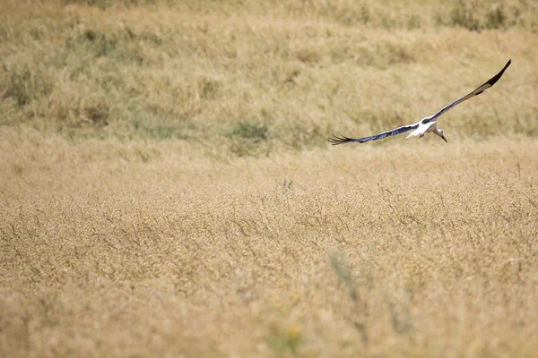 Una cicogna in volo nel Suwalki Landscape Park, Polonia . — Foto Stock