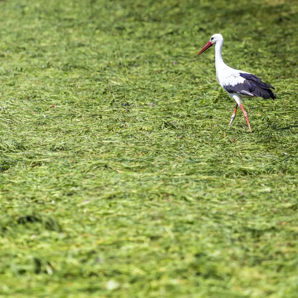 Cegonha correndo pelo campo de grama — Fotografia de Stock