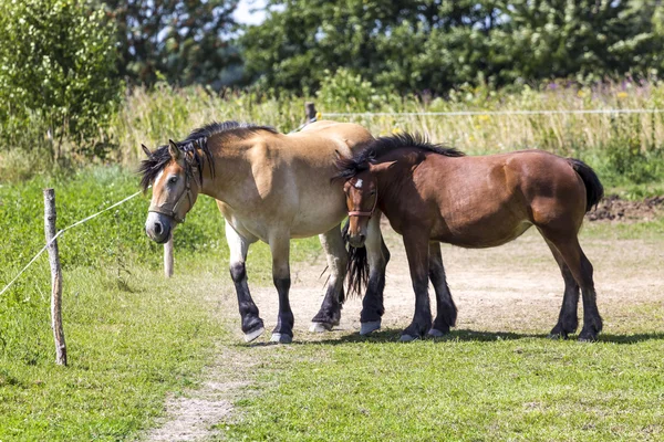 Paarden in suwalki landschapspark, Polen. — Stockfoto