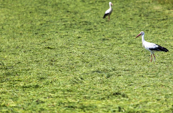 Cegonha correndo pelo campo de grama — Fotografia de Stock