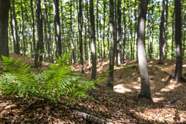 Karanlık ormanda gizemli: Polonya