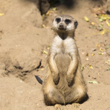 meerkat (suricata suricatta) ile meraklı bebek, kalahari Çölü, Güney Afrika 