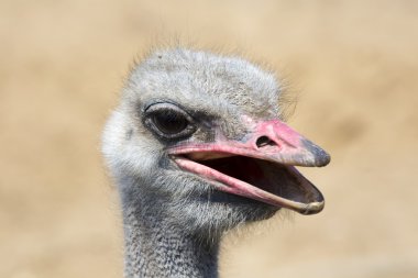 Devekuşu kafasını portre 