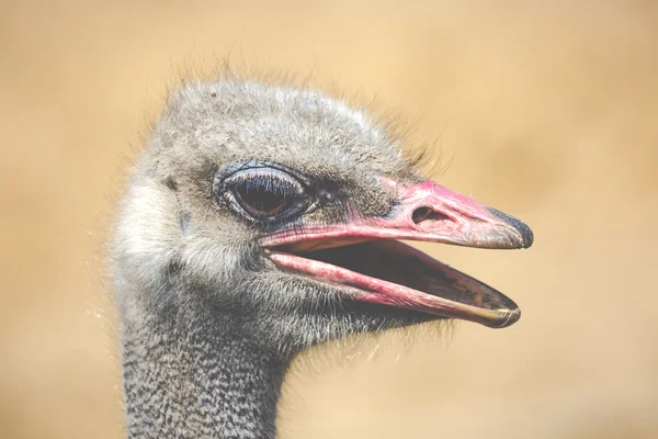 Struisvogel hoofd close-up — Stockfoto